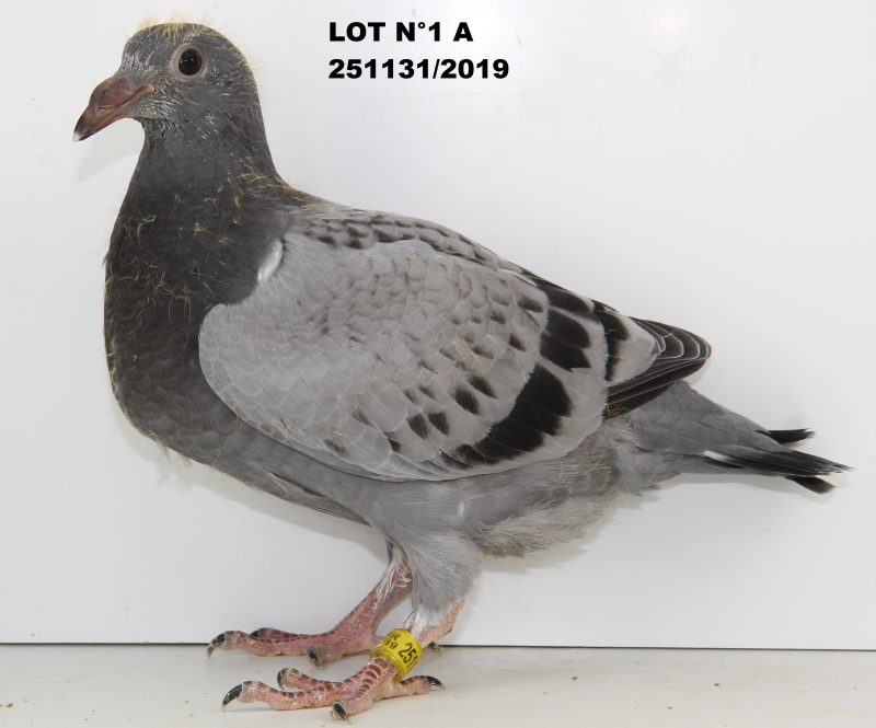 251131 lot 1 A