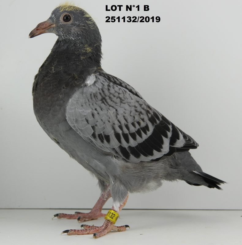 251132 lot 1 B