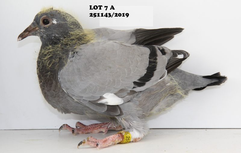 251143 lot 7 A