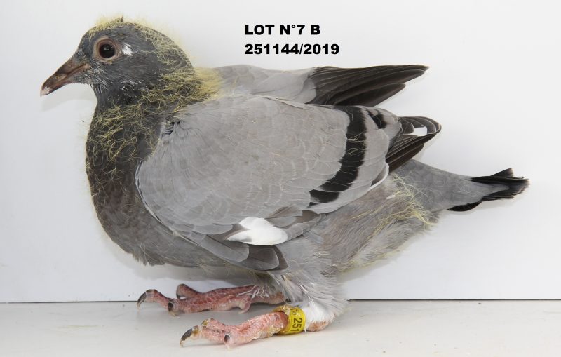 251144 LOT 7 B