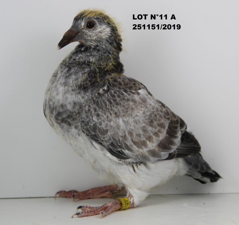 251151 LOT 11 A