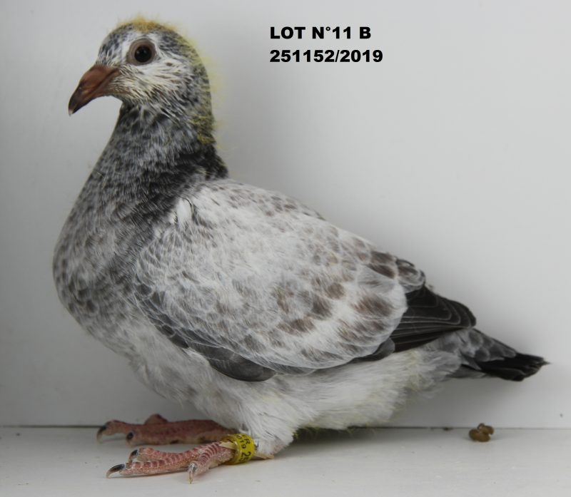 251152 LOT 11 B
