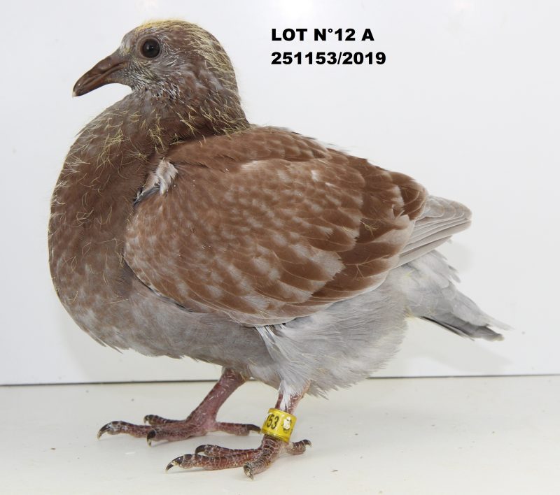 251153 LOT 12 A