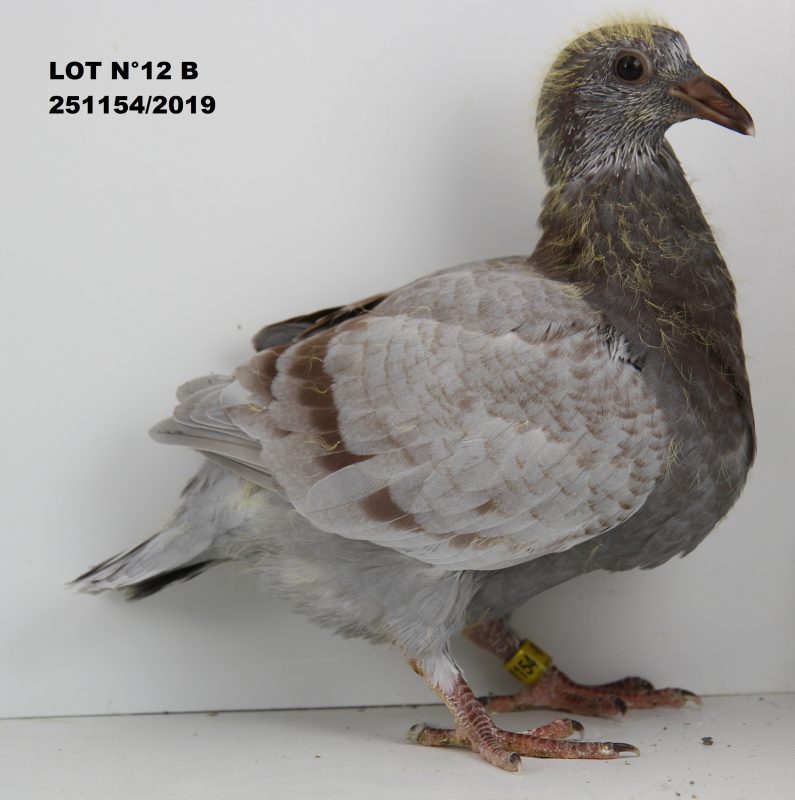 251154 LOT 12 B