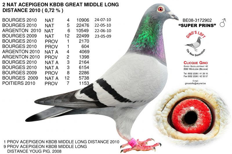 BE08-3172902-1 super prince gino clicque