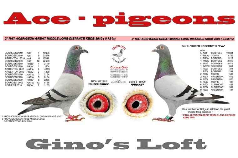 ace-pigeons gino clicque