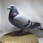 N° 23 : FREIALDENHOFEN et Fils de ALDENHOVEN (Allemagne)