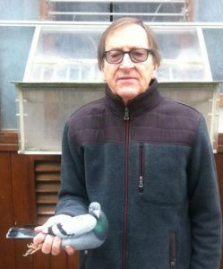 N° 14 : Poirier Albert de Cayeux sur Mer