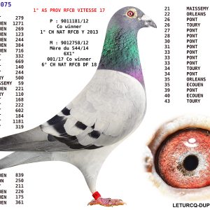 N° 01 : 1007075/17    1° AS PIGEON HAINAUT VITESSE 2017 CHEZ LETURCQ DUPONCHELLE PERE DU 15° AS PÏGEON NATIONAL BELGE 2020 VITESSE + 1 Jeune 2026 Offert