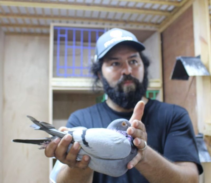N° 18 : OMNI PIGEON