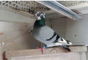 N° 48 : Villette Max