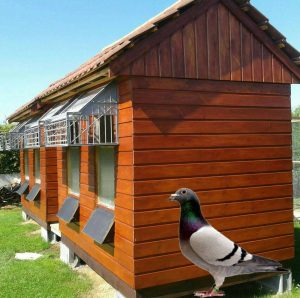 N° 14 : Ferrand Gérard (Villers sire Nicole, France)