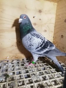 N° 29 : ROGEZ JEAN LUC