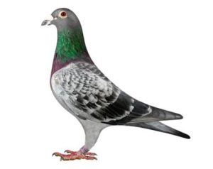 Vente de Bons : Le Ramier de AUCHY LES HESDIN