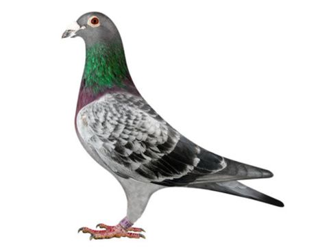 Vente de Bons : Le Ramier de AUCHY LES HESDIN