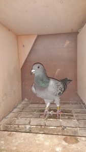 N° 8 : HUET Simon-Charles