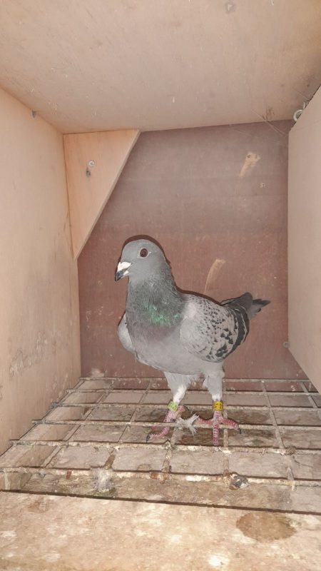 N° 8 : HUET Simon-Charles