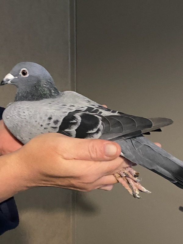 N° 9 : POCHON Yannick