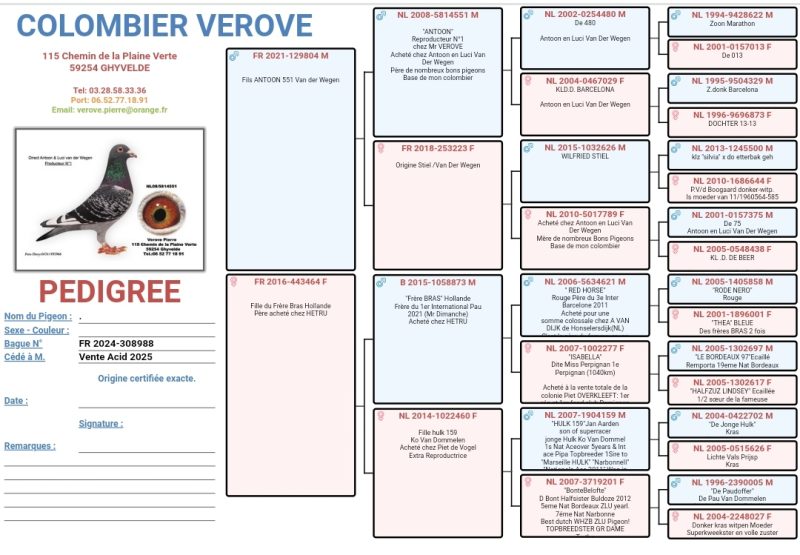 03b Pedigree A Mettre Sur Le Descriptif Verove