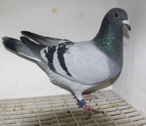 N° 2 : 254835-2023 Naturagora mâle