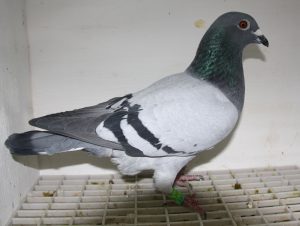 N° 1 : 47069-2023 Naturagora mâle