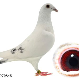24 79845