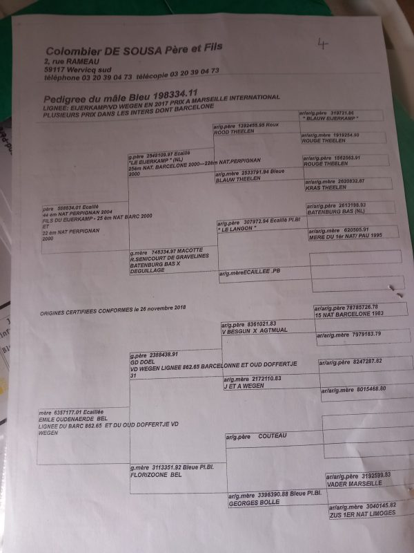 Houguay A Pedigree Du Père