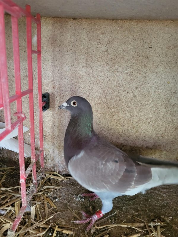 Mortagne Xavier Le Père Roux Capon