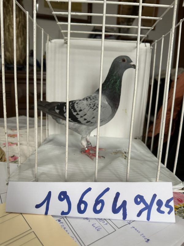 01 photo pigeon decool
