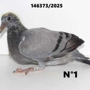 146373