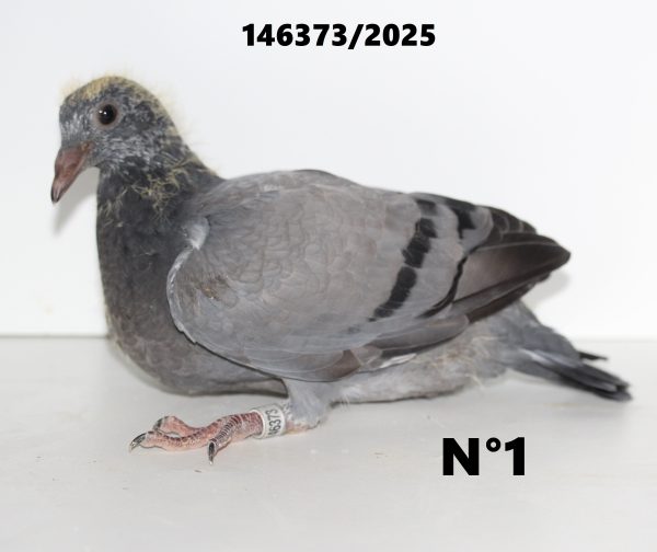 146373