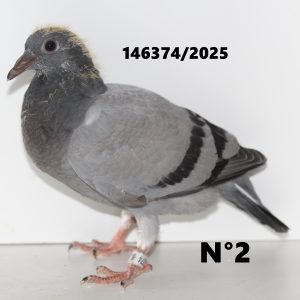 146374