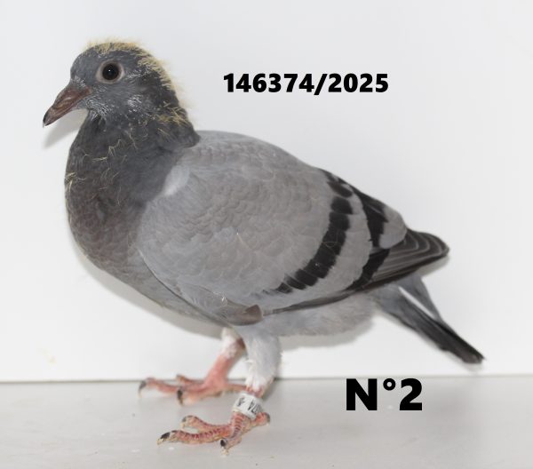 146374