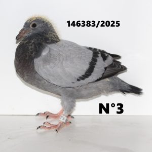 146383