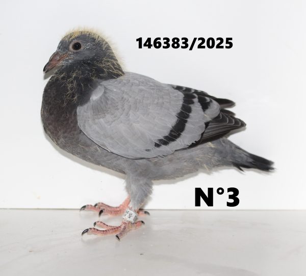 146383