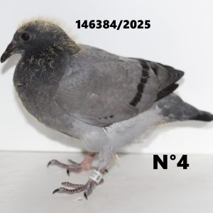 146384