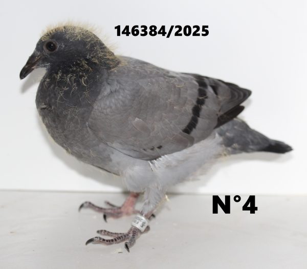 146384