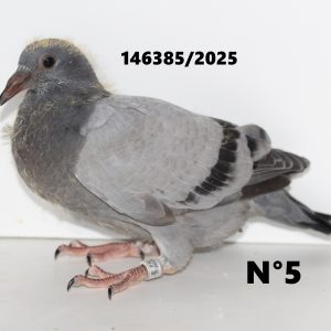 146385