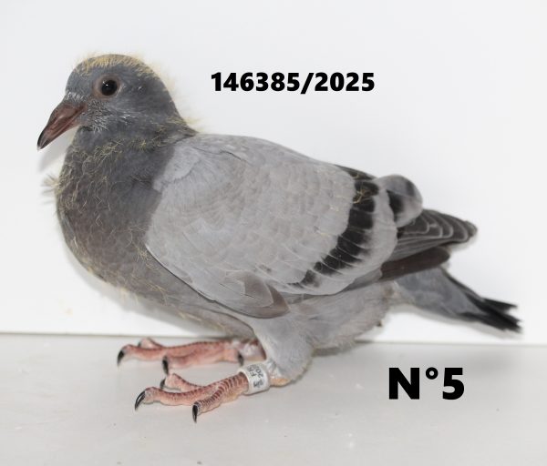 146385