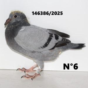 146386