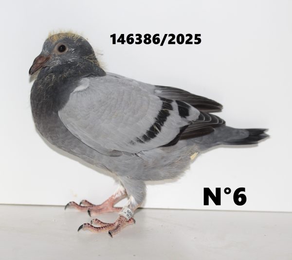 146386