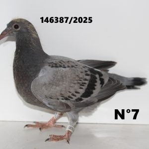 146387