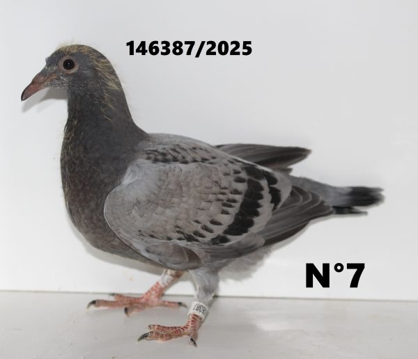 146387