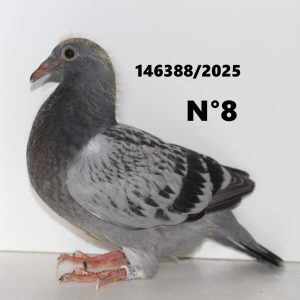 146388