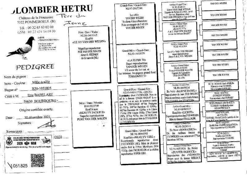 15 pedigree babelart père