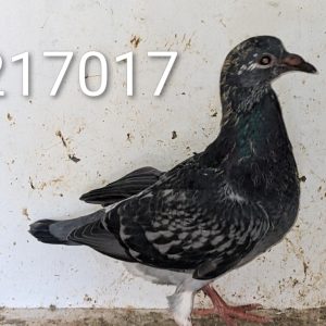 217017