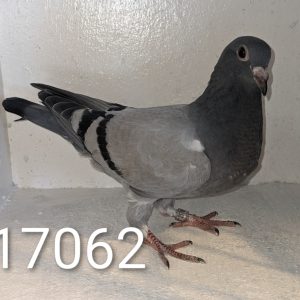 217062