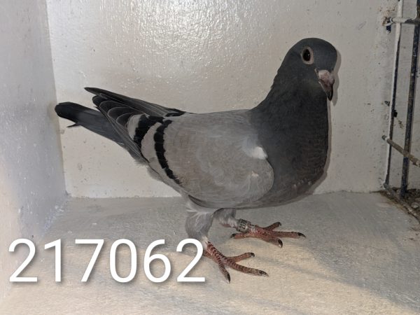 217062