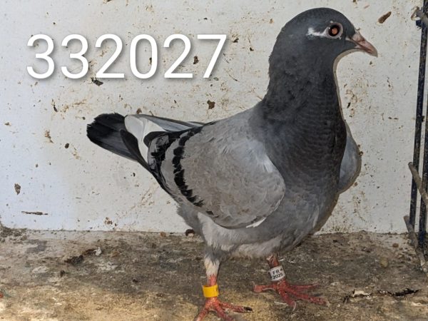 332027