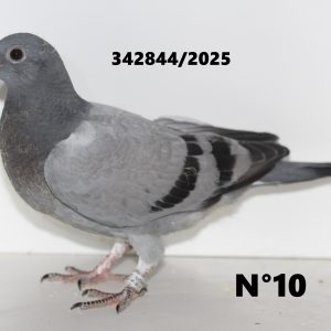 342844